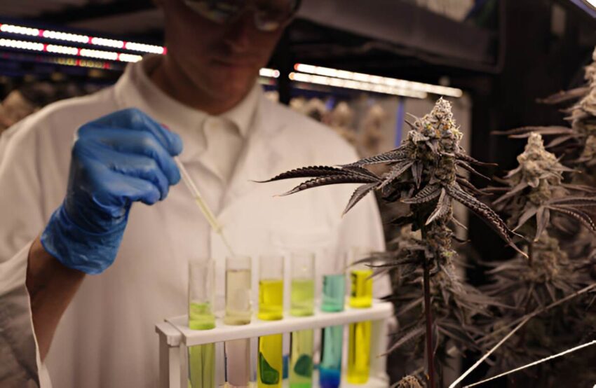 thc and cbd unveiled